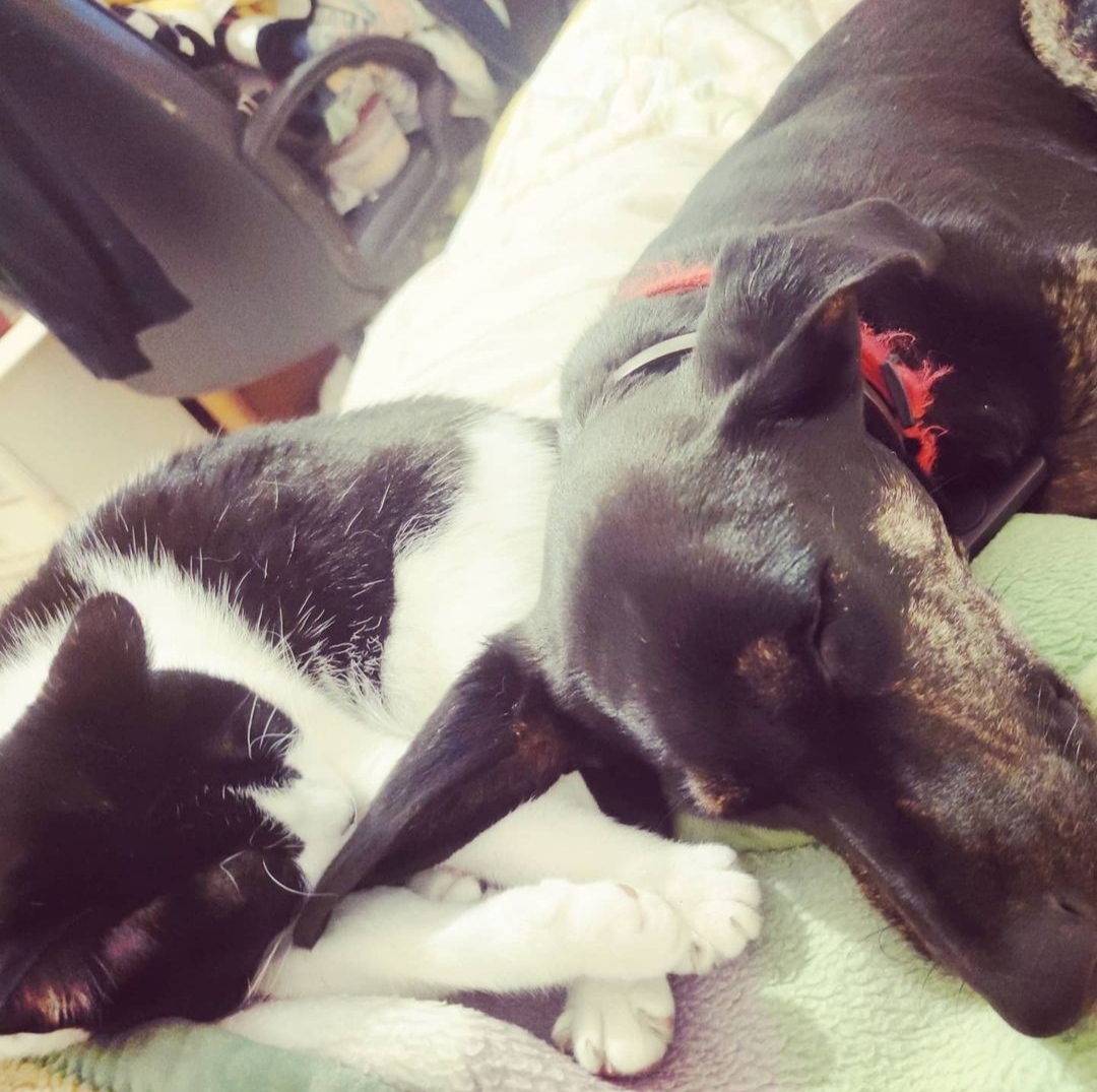 Mascotas de Yolapatitas